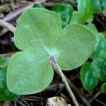 Hepatica nobilis Leaf
