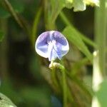 Vigna gazensis Fleur