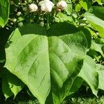 Catalpa bungei Blatt