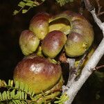Libidibia coriaria Fruit