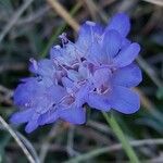 Scabiosa triandra Flower