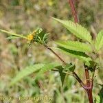 Bidens vulgata Annet