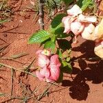 Mussaenda philippica Leaf