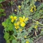 Brassica rapa Blüte