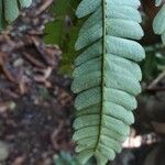 Zygia racemosa Leaf