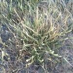 Sesamoides purpurascens 形態