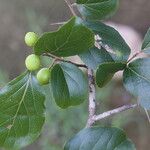Flacourtia indica Blatt
