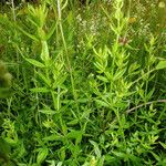 Galium boreale Leaf