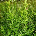 Galium boreale 葉