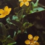 Lysimachia nemorum Floare