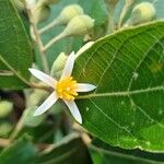 Styrax argenteus Flower