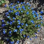 Glandora prostrata 形態