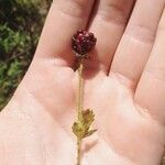 Rubus argutus Fruto
