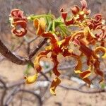 Strophanthus boivinii Flower