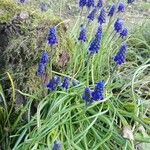 Muscari neglectumBloem