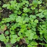 Nasturtium officinale Habit