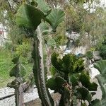 Euphorbia bougheyi Ŝelo