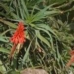 Aloe arborescens Folla