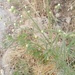 Conyza bonariensis 花