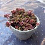 Sedum makinoiHabit