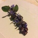 Ajuga reptansÕis