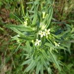 Lithospermum officinale Ŝelo