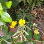 Erysimum cheiri फूल
