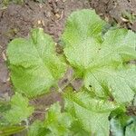 Heracleum sibiricumपत्ता