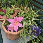 Zephyranthes robusta Costuma