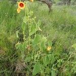 Abutilon hirtum Ostatní