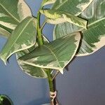 Ficus elastica Folha