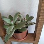 Kalanchoe tomentosa Folha