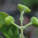 Hedycarya perbracteolata Fruit