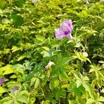 Ipomoea cairica മറ്റ്