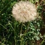 Tragopogon dubius Плод