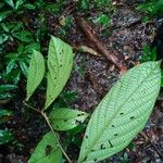 Cordia sprucei Leaf