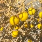 Solanum linnaeanum Fruit