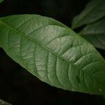 Rinorea pectino-squamata 葉