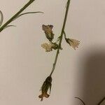 Campanula persicifolia Blüte