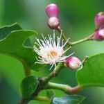 Syzygium cymosum Blomma