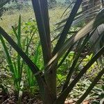 Burretiokentia grandiflora Blatt