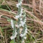 Spiranthes spiralisÕis