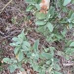 Cistus albidus Blad