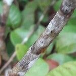 Psychotria nervosa പുറംതൊലി