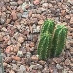 Isolatocereus dumortieri Hoja