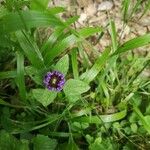 Prunella vulgarisFlower