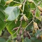 Pterostyrax corymbosus Plod