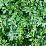 Buxus sempervirens Ліст