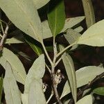 Avicennia germinans आदत