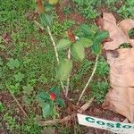 Costus spiralis Habit